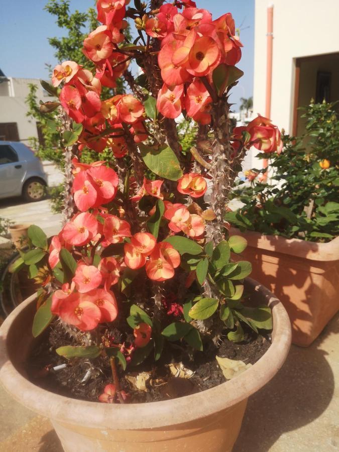 Casa Vacanza Da Samuele San Vito Lo Capo Exterior foto